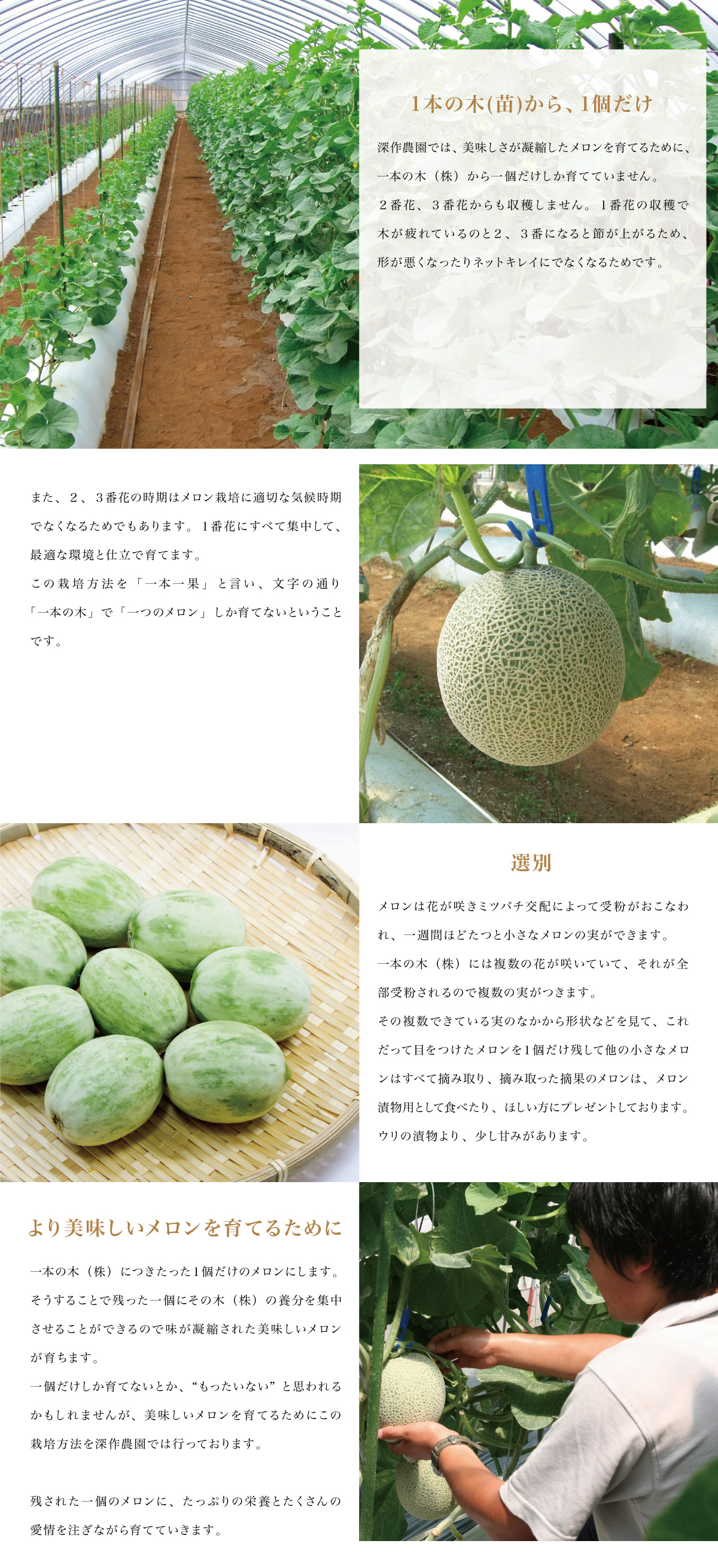一本一果